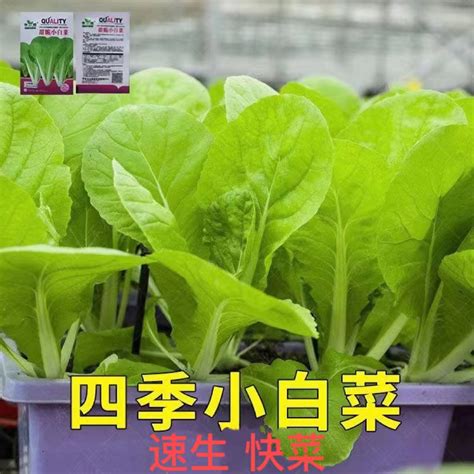 小白菜適合種植的地點|新手種菜推薦：小白菜栽種教學｜食農教育資訊整合平